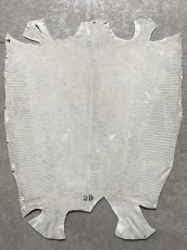 画像8: リザード　トカゲ革　ホワイト　29cm　エキゾチックレザー (8)