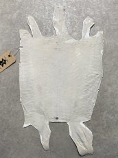 画像8: リザード　トカゲ革　ホワイト　29cm　エキゾチックレザー (8)
