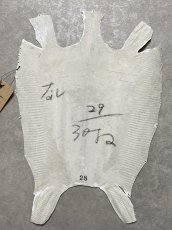 画像8: リザード　トカゲ革　ホワイト　28cm　エキゾチックレザー (8)
