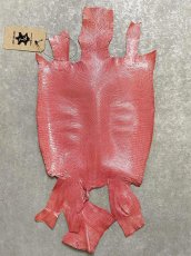 画像1: リザード　ピンク  23cm　トカゲ革　爬虫類　エキゾチックレザー (1)