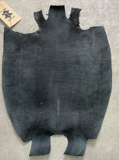 画像8: リザード　トカゲ革　ブラック　30cm　エキゾチックレザー (8)