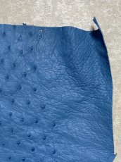 画像3: オーストリッチ革ハギレ　ブルージーン　ダチョウの革　オーストリッチレザー　エキゾチックレザー (3)