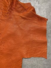 画像3: オーストリッチ革ハギレ　オレンジ　ダチョウの革　オーストリッチレザー　エキゾチックレザー (3)