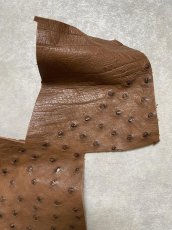 画像2: オーストリッチ革ハギレ　ブラウン　ダチョウの革　オーストリッチレザー　エキゾチックレザー (2)