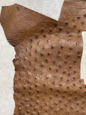 画像3: オーストリッチ革ハギレ　ブラウン　ダチョウの革　オーストリッチレザー　エキゾチックレザー (3)