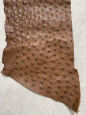 画像4: オーストリッチ革ハギレ　ブラウン　ダチョウの革　オーストリッチレザー　エキゾチックレザー (4)