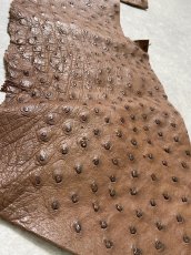 画像5: オーストリッチ革ハギレ　ブラウン　ダチョウの革　オーストリッチレザー　エキゾチックレザー (5)