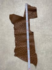 画像6: オーストリッチ革ハギレ　ブラウン　ダチョウの革　オーストリッチレザー　エキゾチックレザー (6)