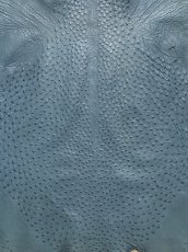 画像6: オーストリッチ　ブルージーン　ダチョウ革 (6)