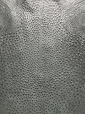 画像4: オーストリッチ革　ライトブラック　ダチョウの革　 (4)