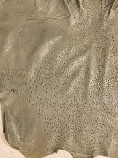 画像3: オーストリッチ革　サーペン　ダチョウの革　 (3)