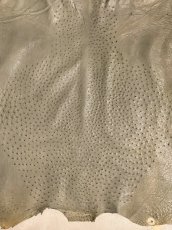 画像4: オーストリッチ革　サーペン　ダチョウの革　 (4)