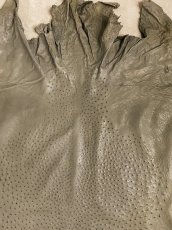 画像6: オーストリッチ革　サーペン　ダチョウの革　 (6)