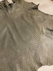 画像7: オーストリッチ革　サーペン　ダチョウの革　 (7)