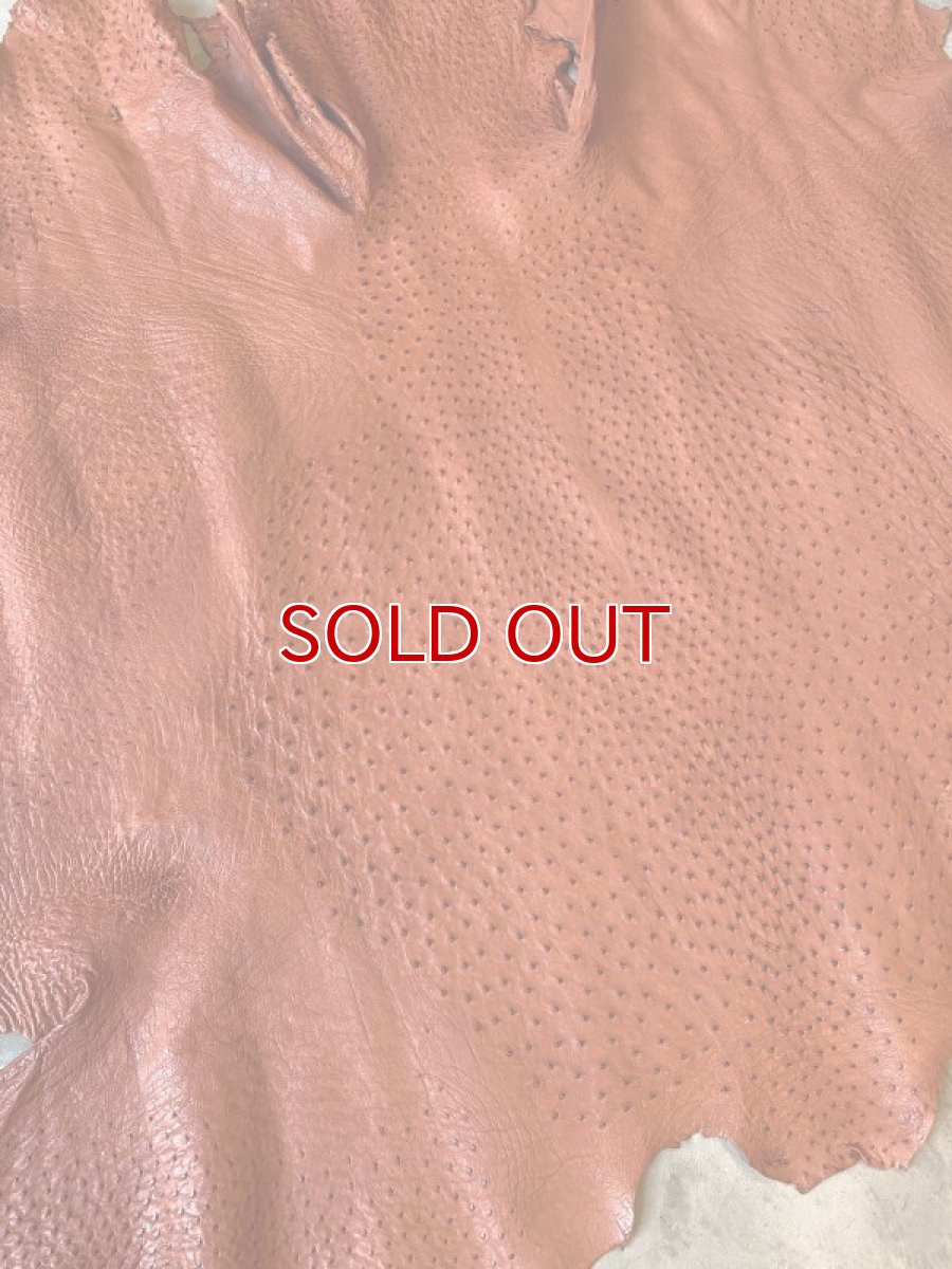 画像3: オーストリッチ　ガーベラ (3)