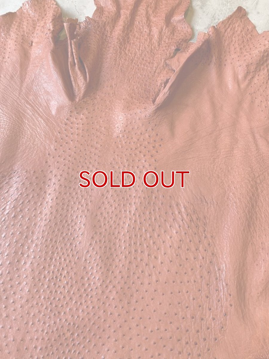 画像4: オーストリッチ　ガーベラ (4)