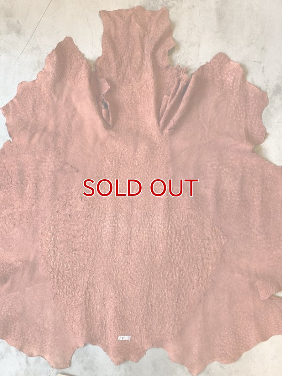 画像6: オーストリッチ　ガーベラ (6)