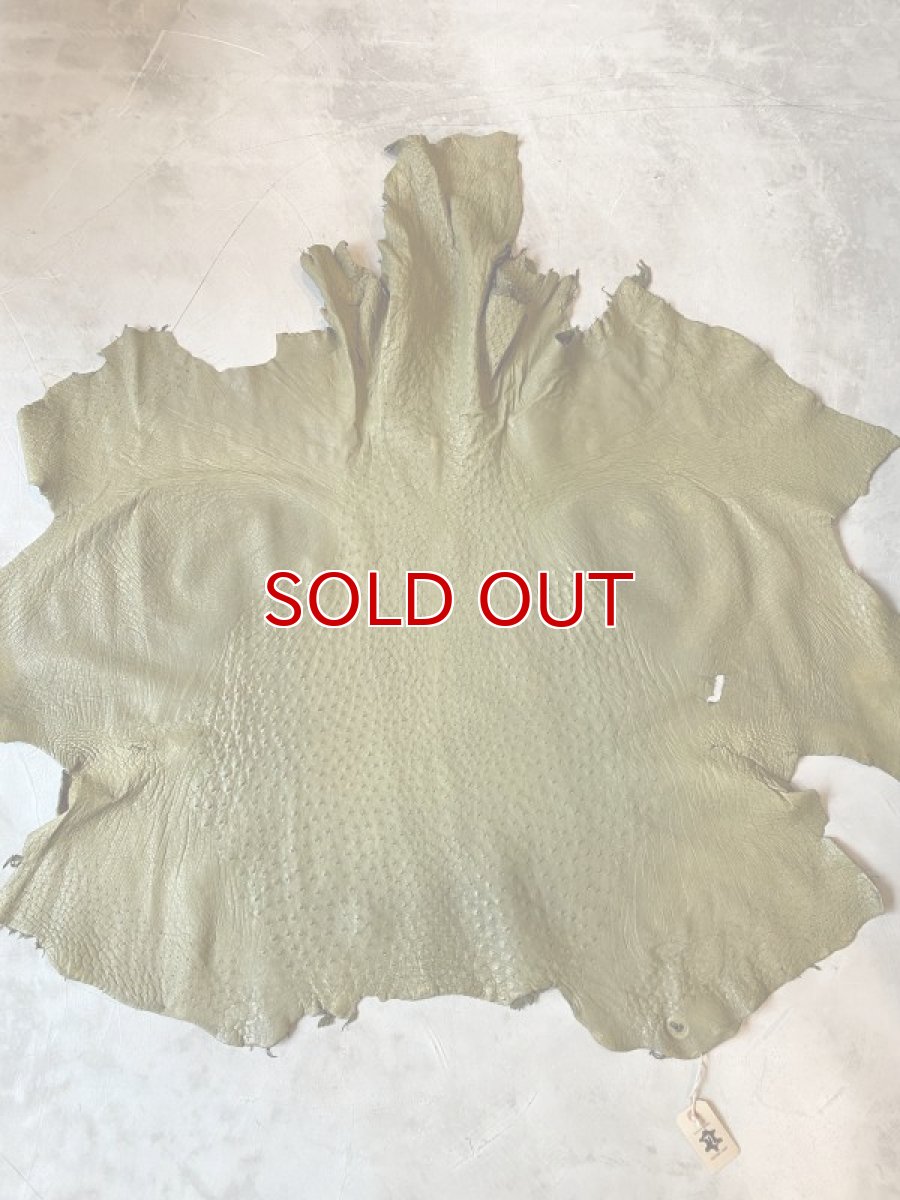 画像1: オーストリッチ　キウイ (1)