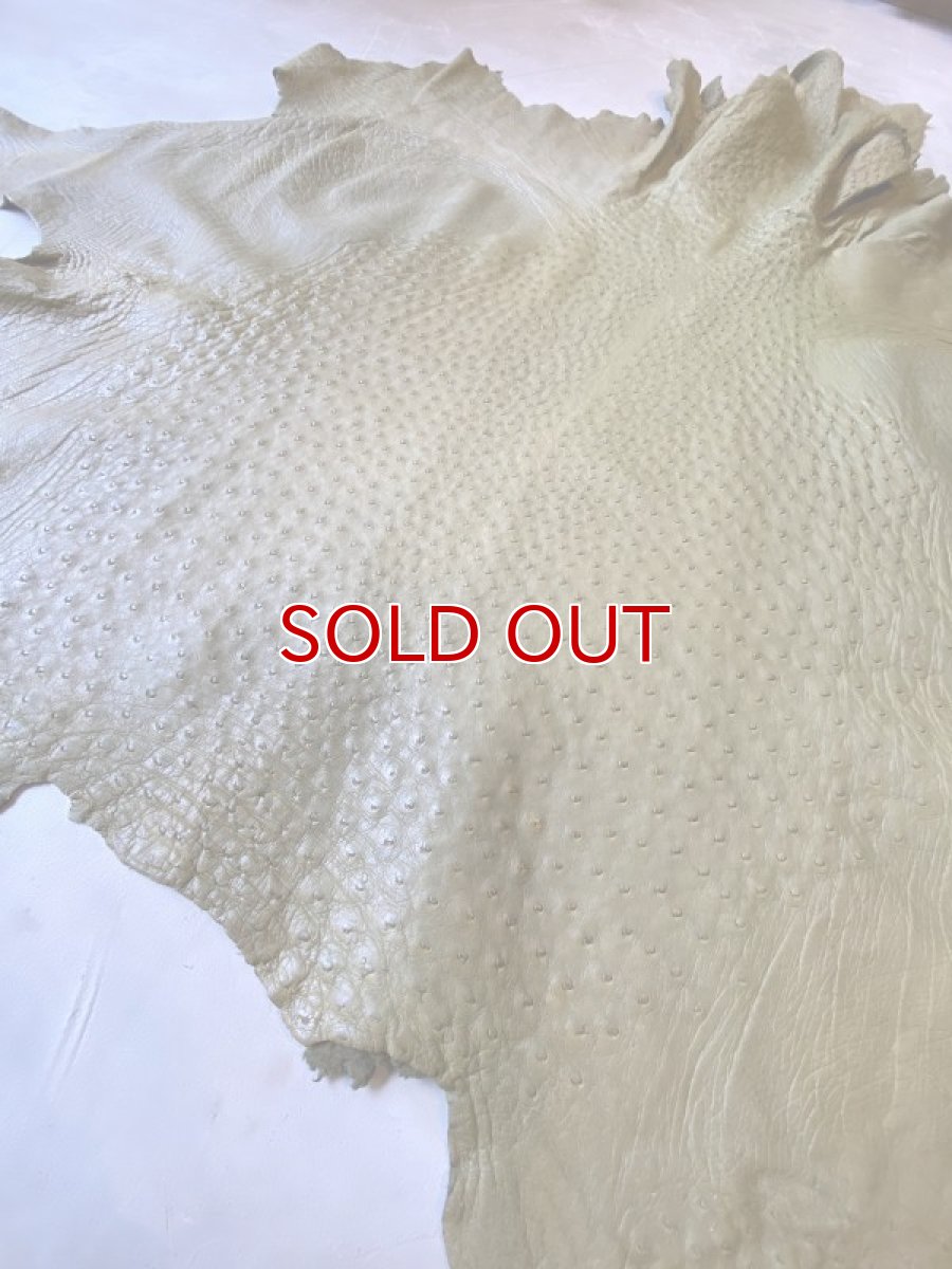 画像6: オーストリッチ　キウイ (6)