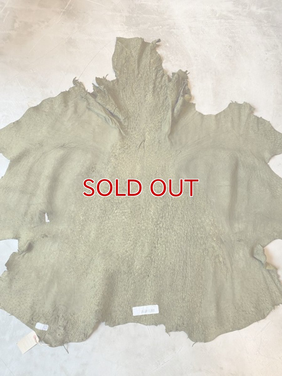 画像7: オーストリッチ　キウイ (7)