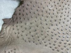 画像8: オーストリッチ　ミンク　ダチョウ革　エキゾチックレザー (8)