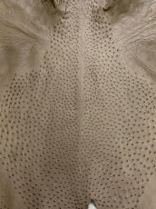 画像2: オーストリッチ　ミンク　ダチョウ革　エキゾチックレザー (2)