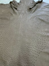 画像7: オーストリッチ　ミンク　ダチョウ革　エキゾチックレザー (7)