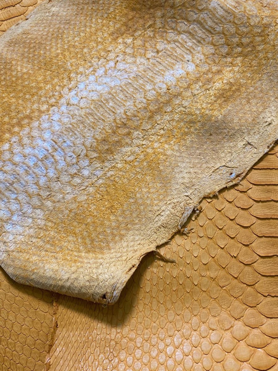 画像4: ダイヤモンドパイソン　イエロー　B/C　300cm (4)