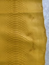 画像5: ダイヤモンドパイソン　イエロー　B/C　240cm (5)