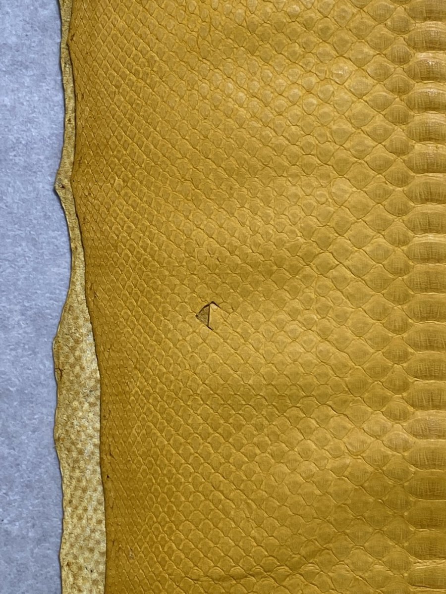 画像5: ダイヤモンドパイソン　イエロー　B/C　265cm (5)