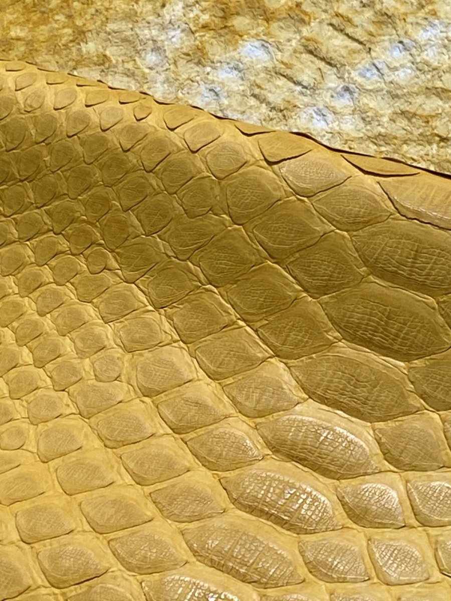 画像6: ダイヤモンドパイソン　イエロー　B/C　265cm (6)