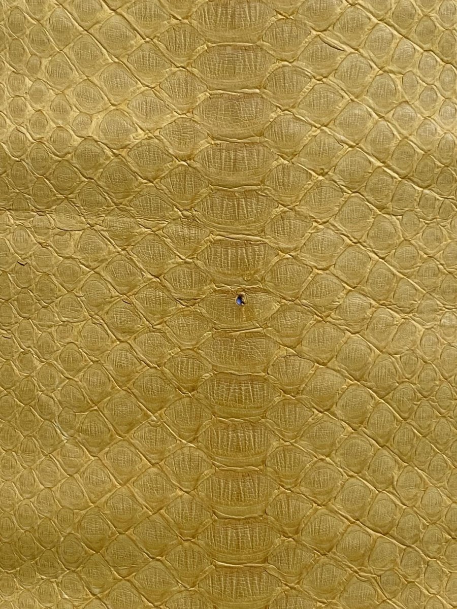 画像8: ダイヤモンドパイソン　イエロー　B/C　265cm (8)