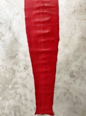 画像3: レッドパイソン　レッド　155cm (3)