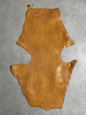 画像1: ケープシール　キャメル　オットセイ革　シールスキン　エキゾチックレザー (1)