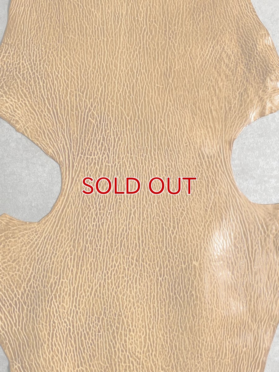 画像2: ケープシール　キャメル　オットセイ革　シールスキン　エキゾチックレザー (2)