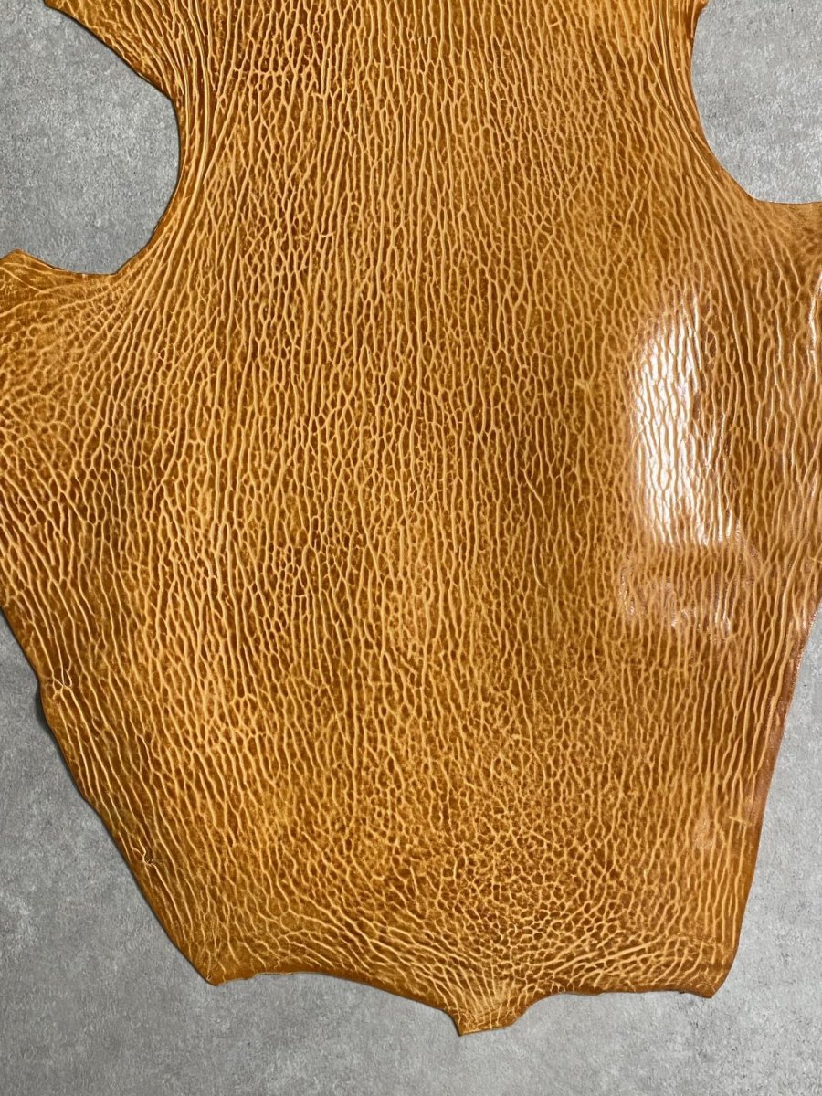 画像4: ケープシール　キャメル　オットセイ革　シールスキン　エキゾチックレザー (4)