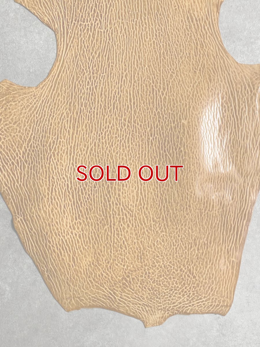 画像4: ケープシール　キャメル　オットセイ革　シールスキン　エキゾチックレザー (4)