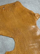 画像5: ケープシール　キャメル　オットセイ革　シールスキン　エキゾチックレザー (5)