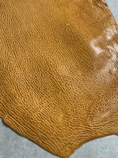 画像6: ケープシール　キャメル　オットセイ革　シールスキン　エキゾチックレザー (6)