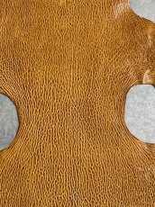 画像2: ケープシール　キャメル　オットセイ革　シールスキン　エキゾチックレザー (2)