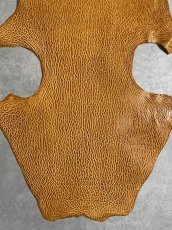 画像4: ケープシール　キャメル　オットセイ革　シールスキン　エキゾチックレザー (4)