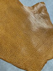 画像6: ケープシール　キャメル　オットセイ革　シールスキン　エキゾチックレザー (6)