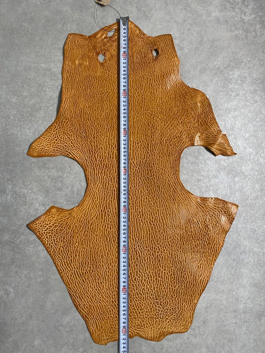 画像7: ケープシール　キャメル　オットセイ革　シールスキン　エキゾチックレザー (7)