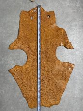 画像7: ケープシール　キャメル　オットセイ革　シールスキン　エキゾチックレザー (7)