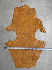 画像8: ケープシール　キャメル　オットセイ革　シールスキン　エキゾチックレザー (8)
