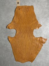 画像1: ケープシール　キャメル　オットセイ革　シールスキン　エキゾチックレザー (1)