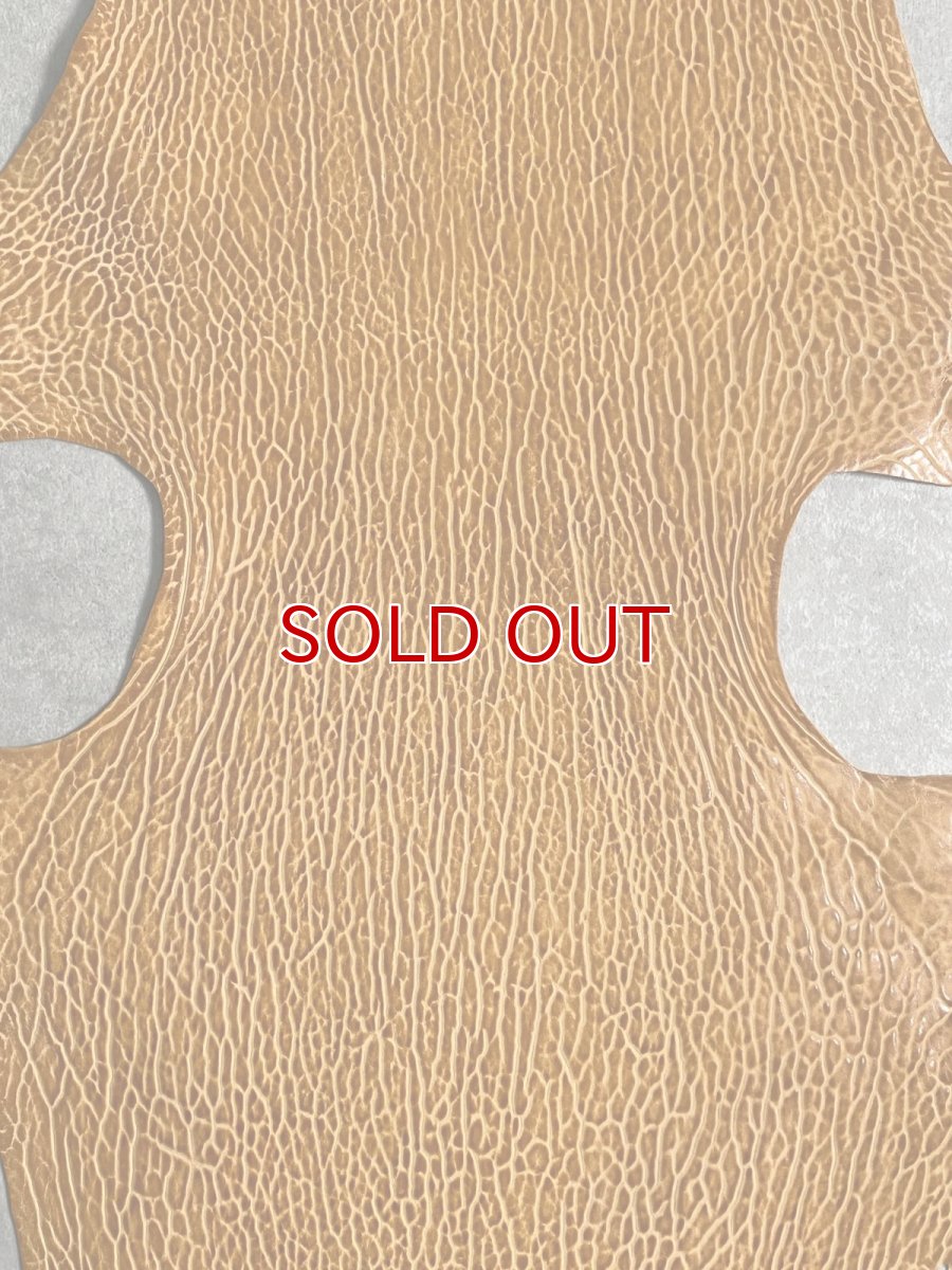 画像2: ケープシール　キャメル　オットセイ革　シールスキン　エキゾチックレザー (2)