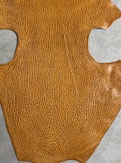 画像4: ケープシール　キャメル　オットセイ革　シールスキン　エキゾチックレザー (4)