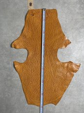 画像7: ケープシール　キャメル　オットセイ革　シールスキン　エキゾチックレザー (7)
