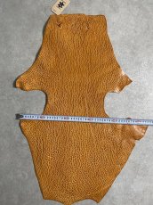 画像8: ケープシール　キャメル　オットセイ革　シールスキン　エキゾチックレザー (8)